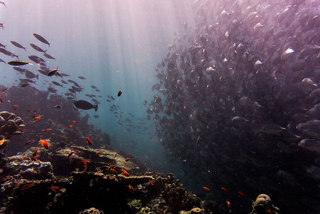 Sipadan Island