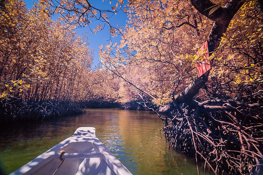Mangrove Tour (Kilim Geoforest Park)